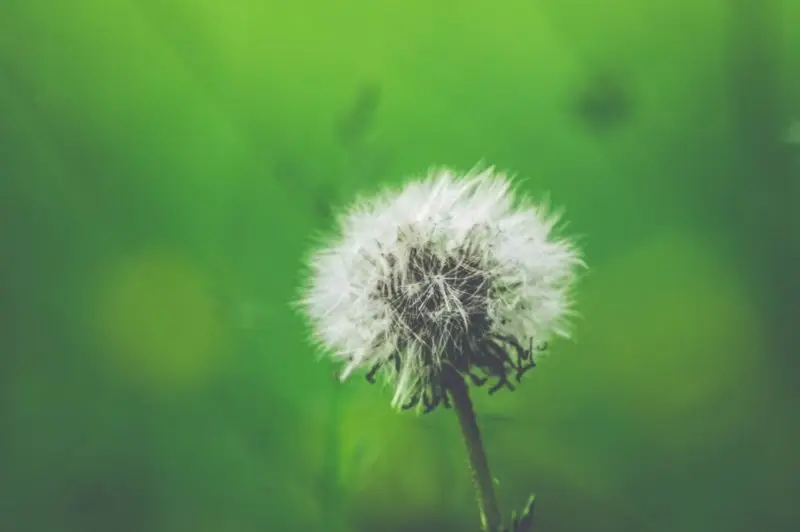 Hay fever – has yours started already?